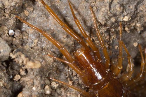 Lithobius sp.
